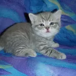 Шотландский прямоухий котенок. Голубой полосатый. Днепропетровск