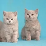 Красивейшие британcкие котята!
