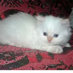 Продам персидского котёнка