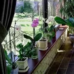 Догляд за кімнатними квітами / Уход за комнатными цветами