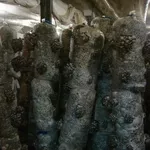 мицелий вешенки и шиитаке от 5 кг Днепропетровск