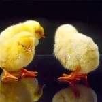 Цыплята суточные и подрощенные