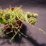 Продам Mammillaria gracilis