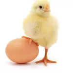 Инкубационное яйцо Ломан Вайт,  Леггорн