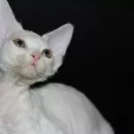ДевонРекс,  белые котята!!!
