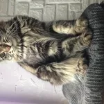 Котята породы мэйн-кун из питомника SevenSrars