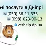 Ветеринарна допомога Дніпро