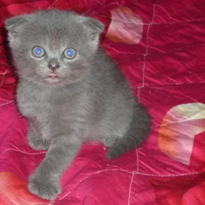 Голубой шотландский вислоухий котенок.