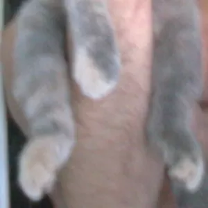 Шотландские вислоухие котята. Серебряная черепашка скоттиш-фолд. 4 мес.