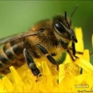 Пчелосемьи,  пчелопакеты и чищенная перга