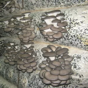 Продам грибные блоки для выращивания Вешенки