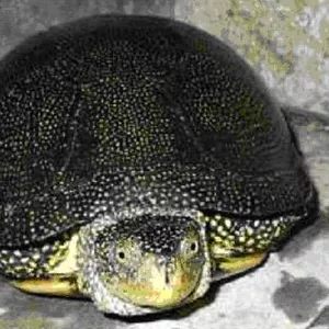 Украинская болотная черепаха