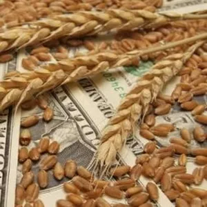 Закупаем зерновые на выгодных условиях
