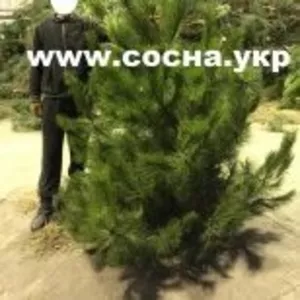 Продажа новогодних елок со склада
