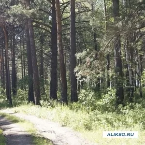 Продам участок с лесом в Орловщине