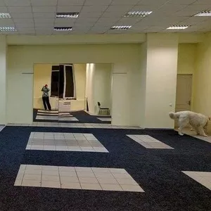 Новый центр для собак на Гагарина!