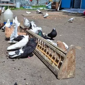 Продам голубей в Кривом Роге