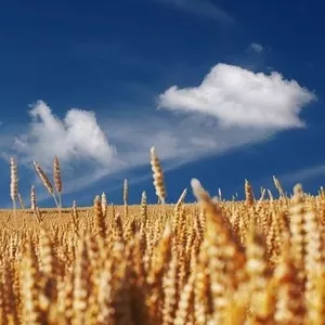 Закупаем пшеницу 2-3 класс Запорожская область