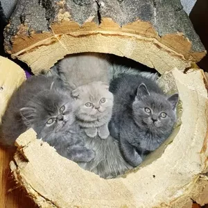 Продам наймиліших шотландських кошенят
