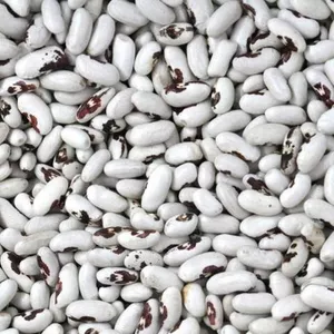 Гуртовий продаж сортової квасолі