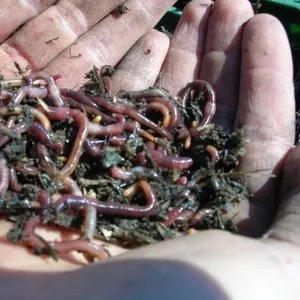 Красные калифорнийские черви для рыбалки