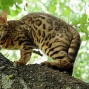 Бенгальская кошка  –  домашний мини-леопард 