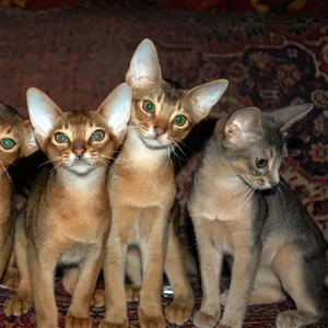 Абиссинские котята из питомника Exclusive ABY
