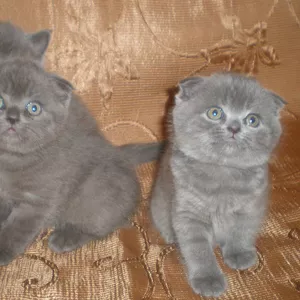 Продам шотландских вислоухих котят голубого окраса