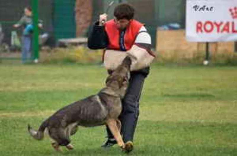 Обучение собак по спортивно-прикладным программам,  Межевая