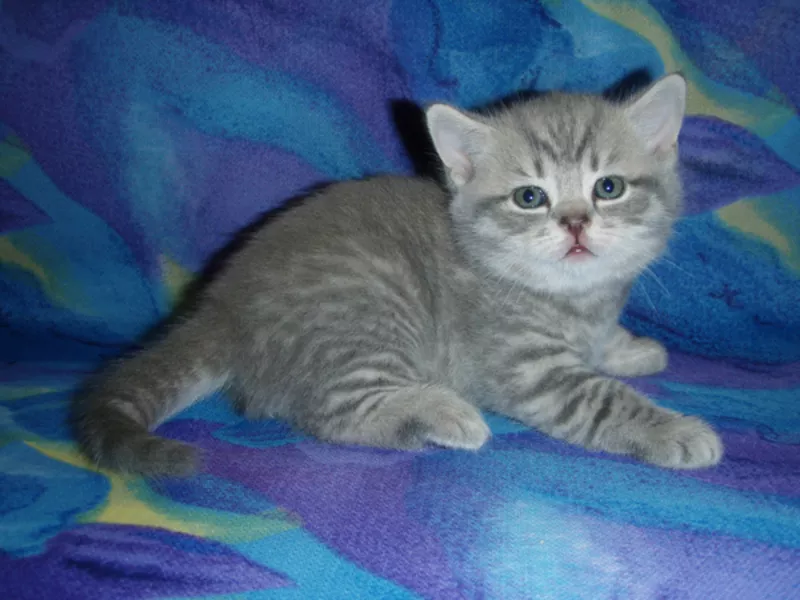 Шотландский прямоухий котенок. Голубой полосатый. Днепропетровск
