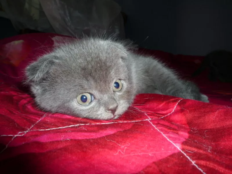 Голубой шотландский вислоухий котенок. 4