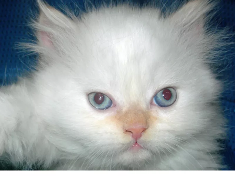 Продам персидского котёнка 2