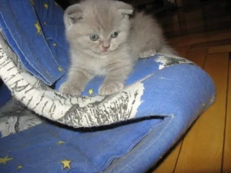 Продам шотландского вислоухого котенка-Бадик