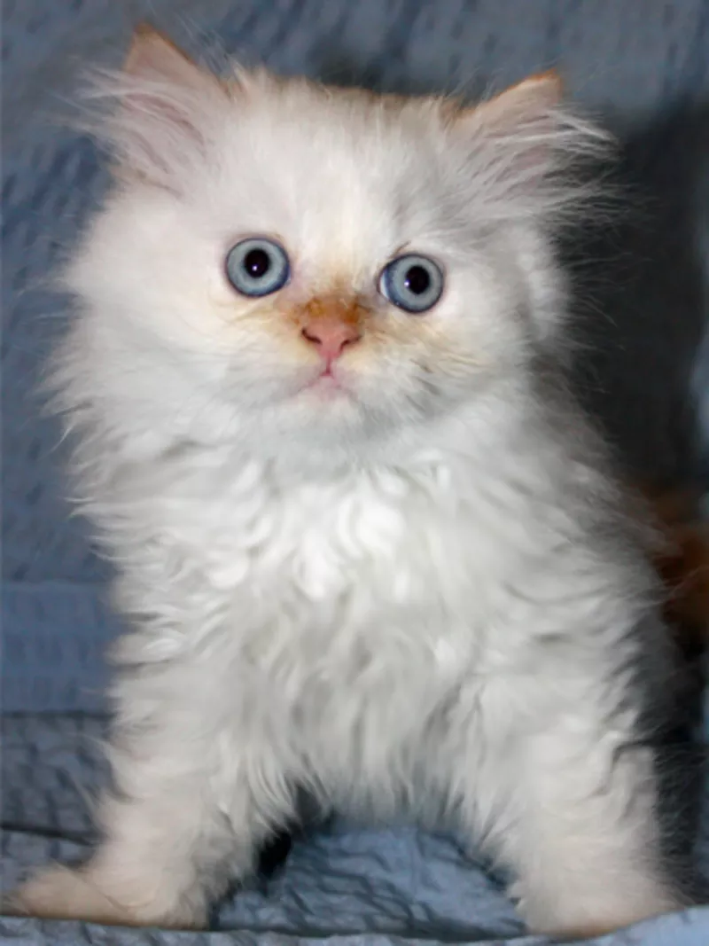 Персидский котенок. Мальчик 3