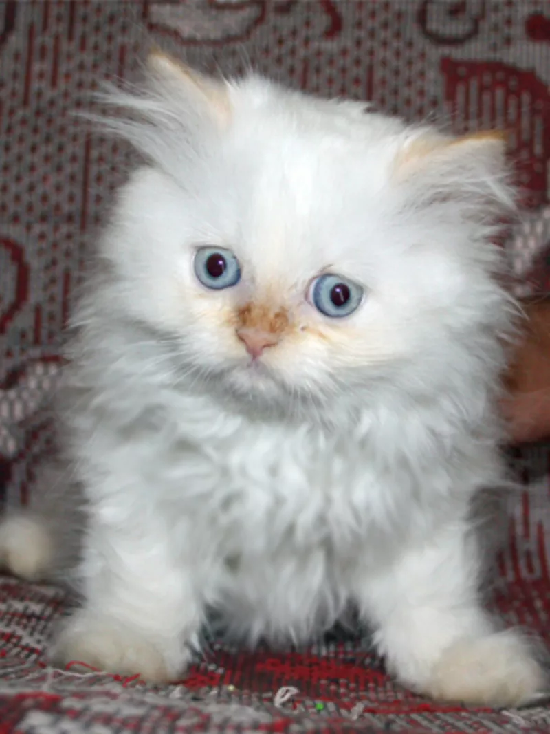 Персидский котенок. Мальчик 4