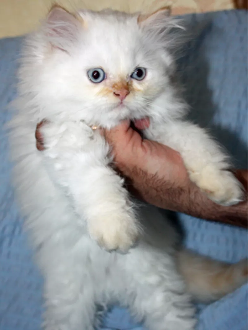 Персидский котенок. Мальчик 5