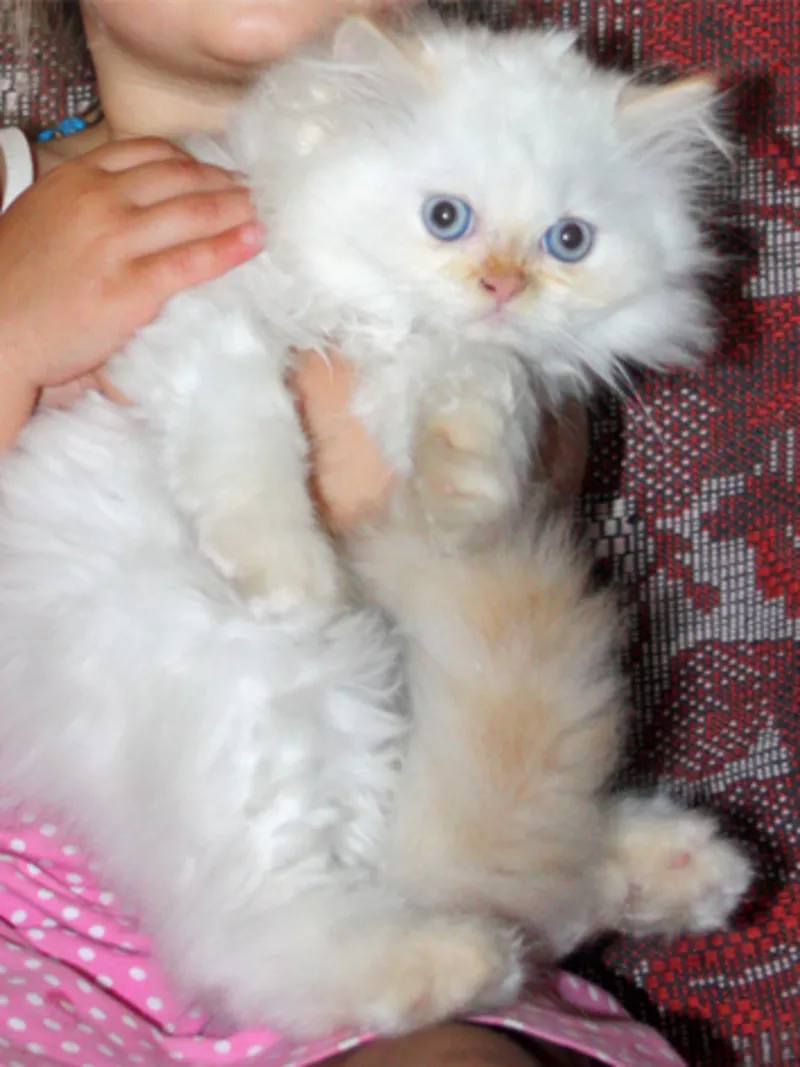 Персидский котенок. Мальчик 6