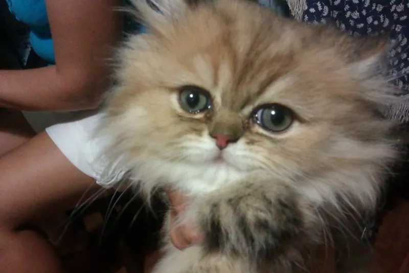 Продам персидского котенка редкого окраса  3