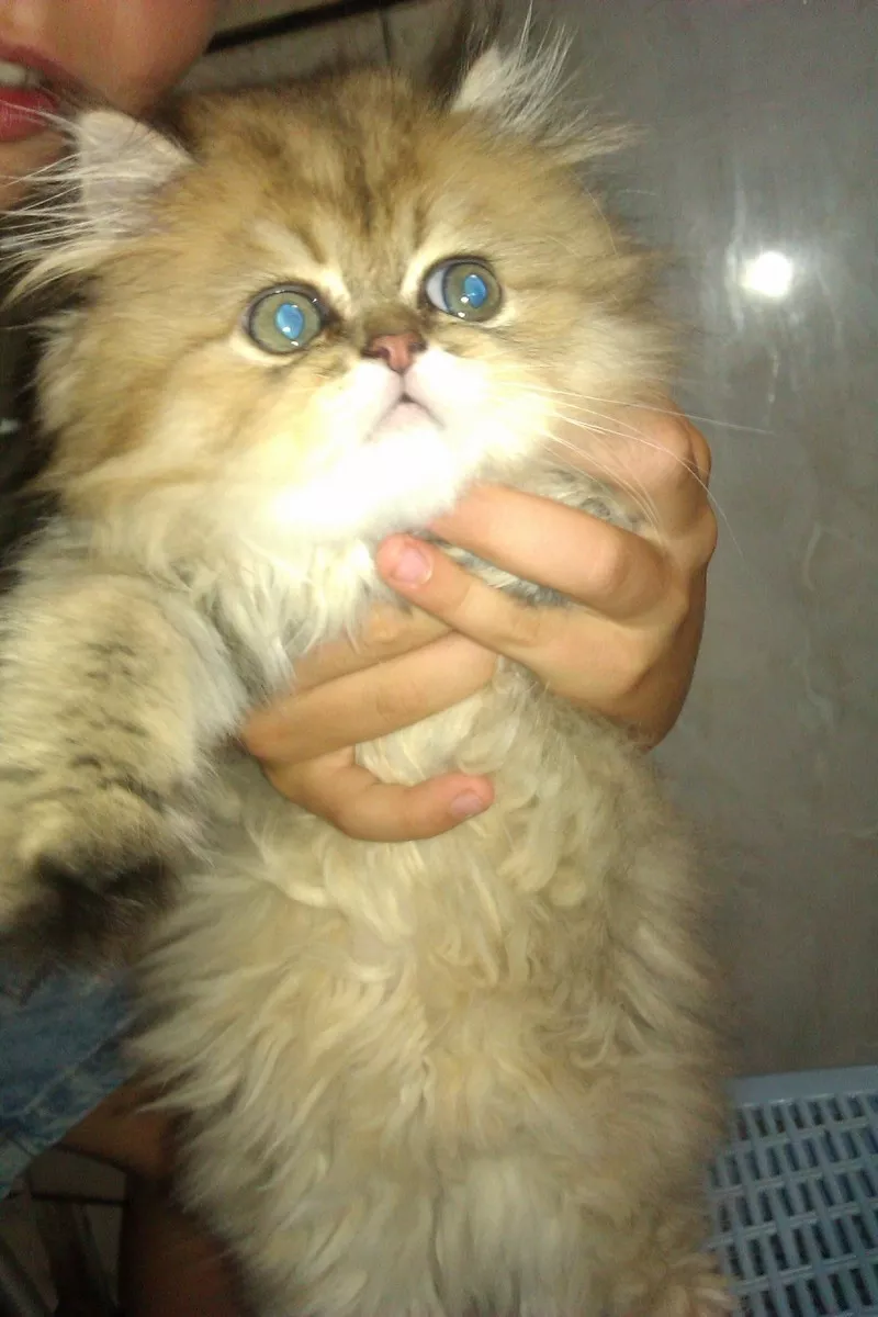 Продам персидского котенка редкого окраса  4