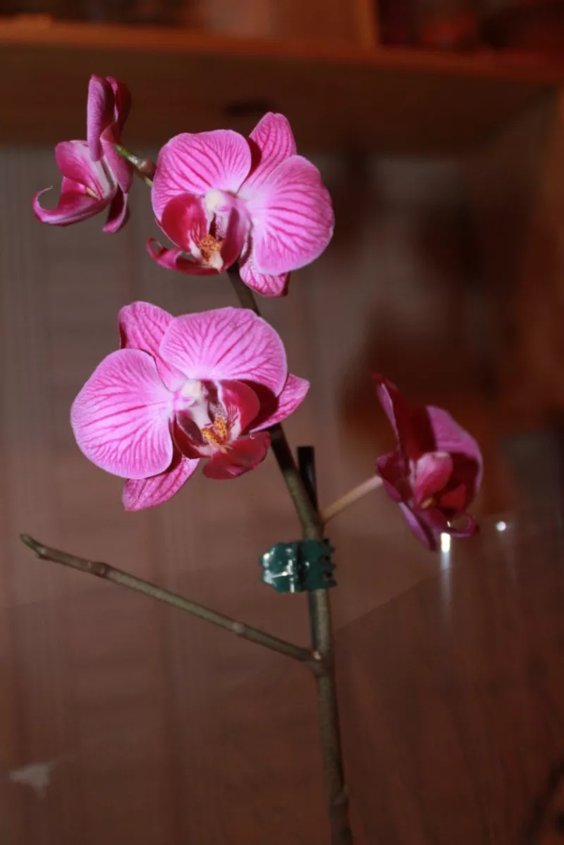 орхидеи 2