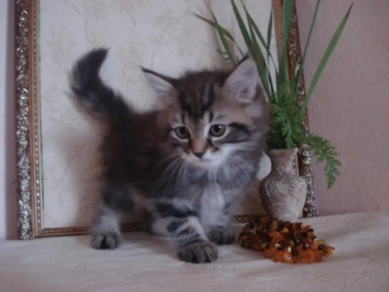 Сибирские котята лесного окраса 3