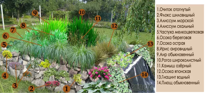 Водные растения для пруда и биоплато,  растения-оксигенаторы 22
