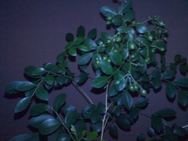 Мурайя цветущая (Муррайя,  Murraya exotica,  M. paniculata) 3