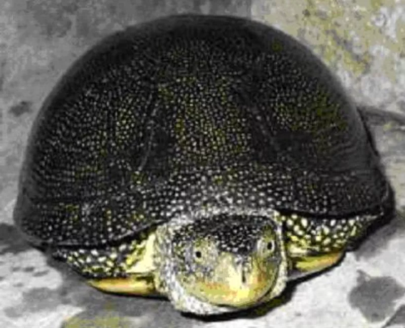 Украинская болотная черепаха