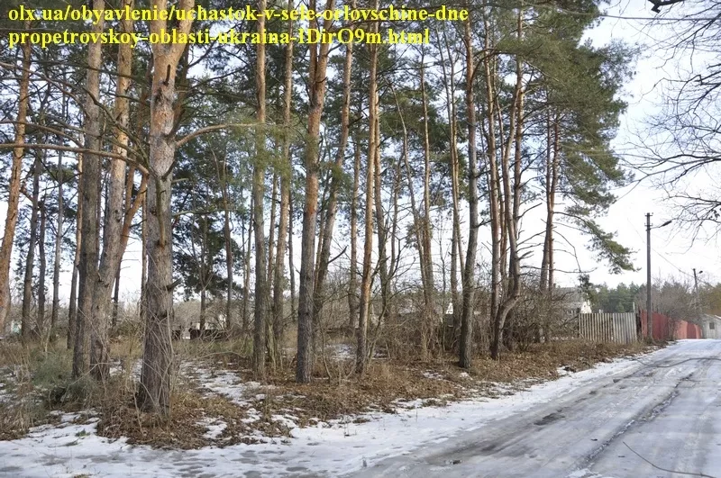 Участки в хвойном и дубовом лесу в Орловщине Новомосковского района