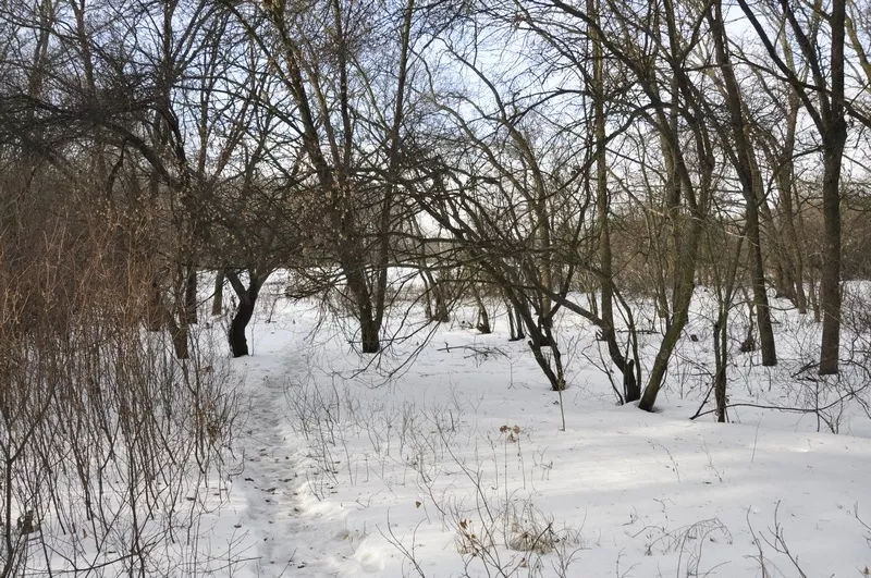Участки в хвойном и дубовом лесу в Орловщине Новомосковского района 7