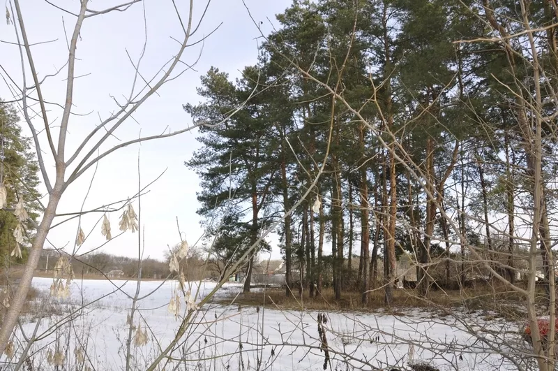 Участки в хвойном и дубовом лесу в Орловщине Новомосковского района 8