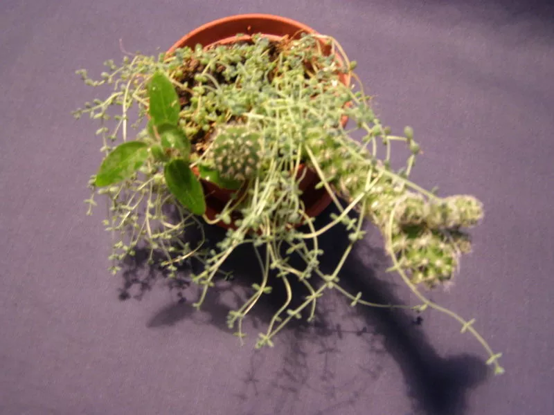 Продам Mammillaria gracilis 2