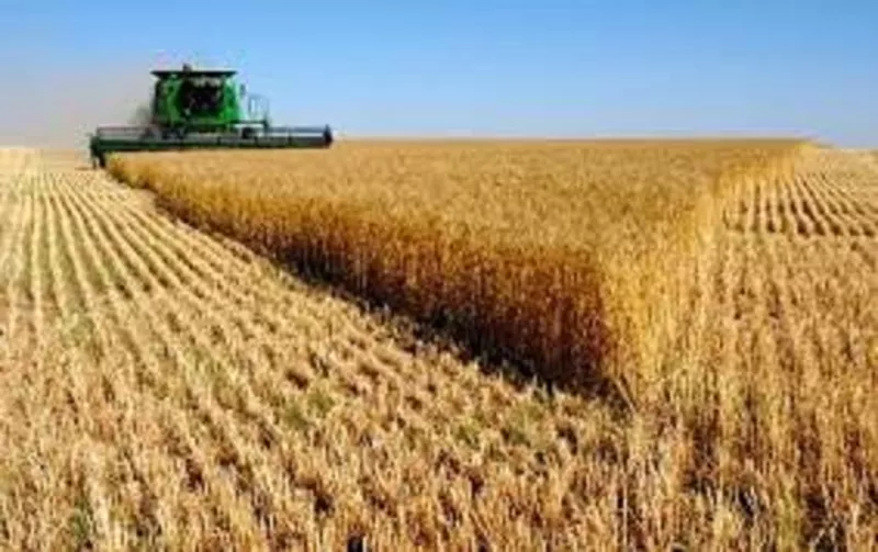 Закупаем зерновые на выгодных условиях 4