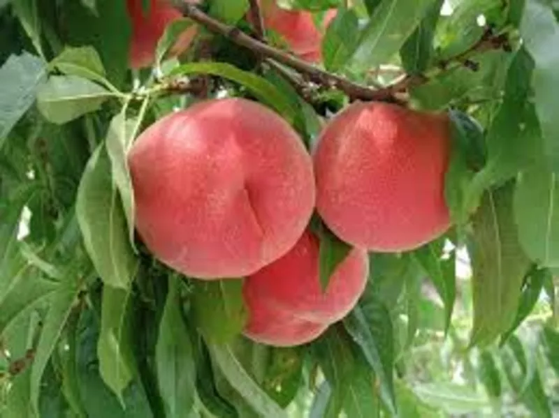 НОВЫЕ сорта саженцев персика/нектарина (США) от производителя!!!